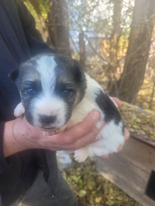 Кутята Сироты ищят дом