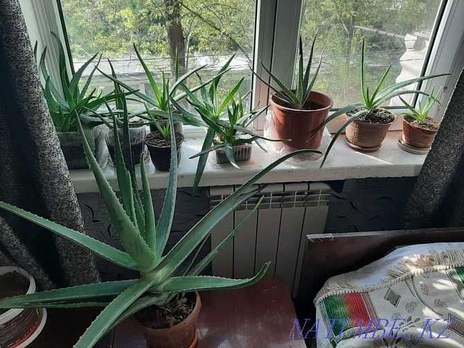 Алоэ 5 лет для лечение