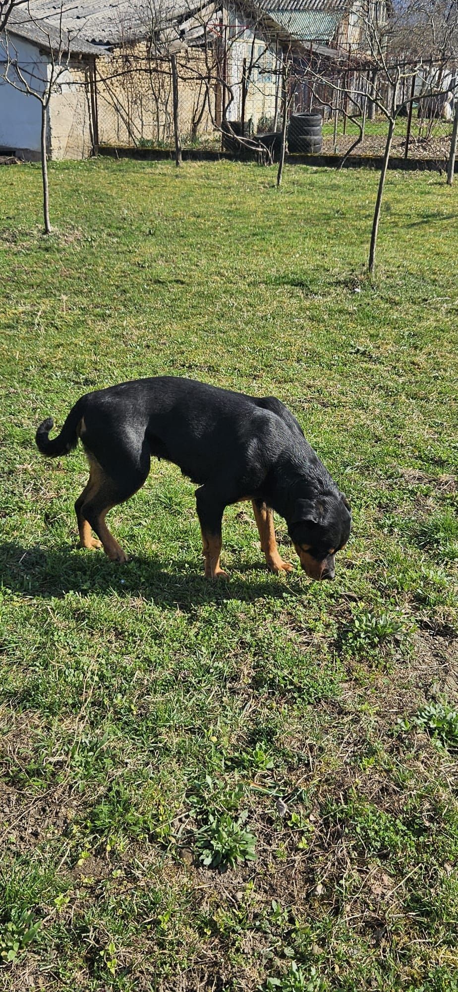 Rottweiler femela