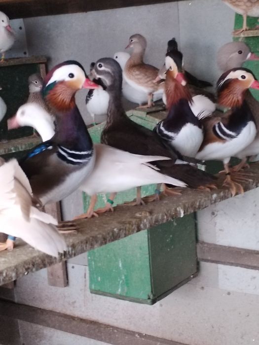 Rate mandarine disponibile