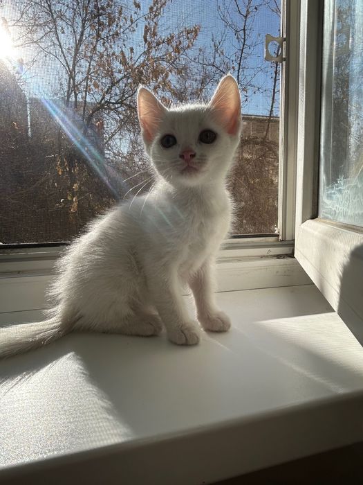 домашние животные , котята