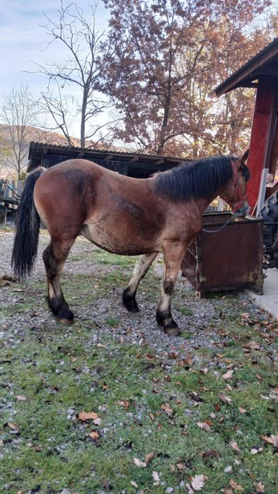 Vând mânz de un an și 4 luni