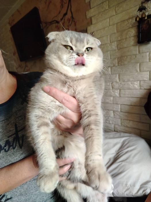 Вязка.кот шиншилла серебро, скотиш фолт. 11 м/н