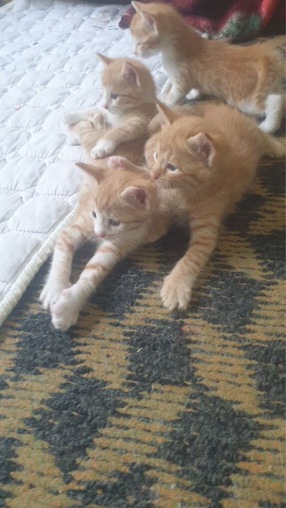 Домашный котенок