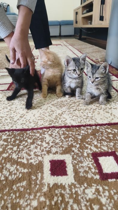 Отдам котят в хорошие руки