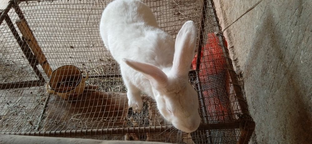 Quyon   erkak      .