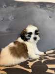 Cațel shih tzu
