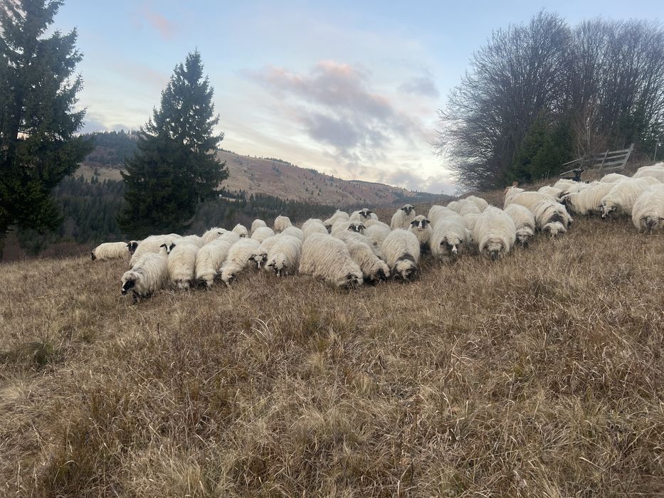 Vand oi mai multe detali la telefon