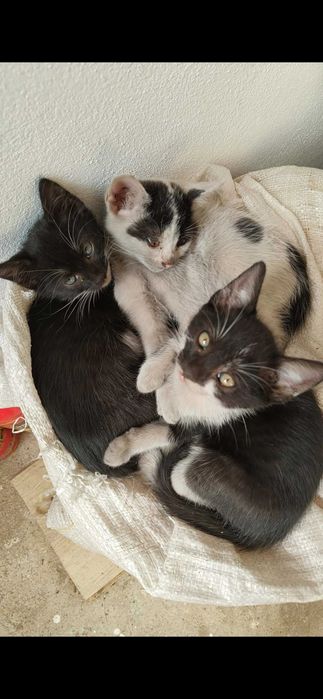 Pui de pisici 4 bucati