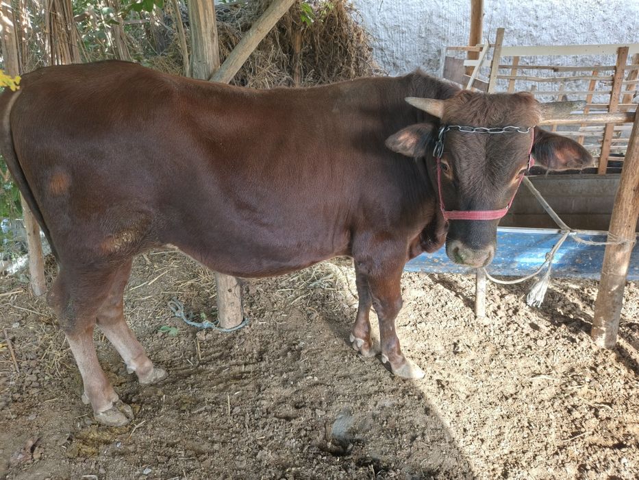 Buqalar sotiladi