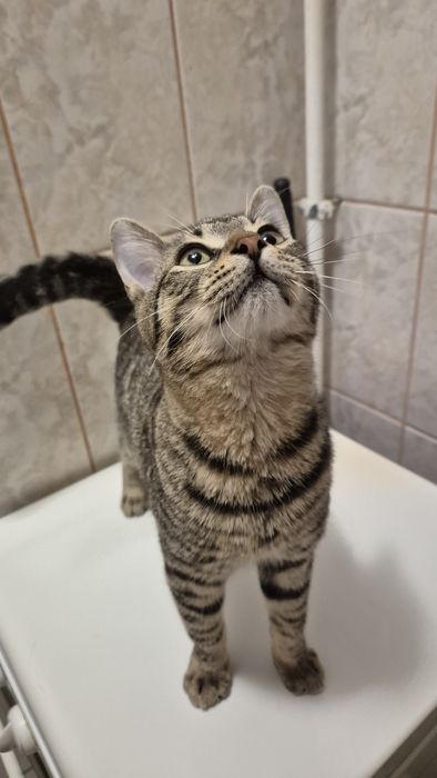 Iulian pui pisica cauta ACASA