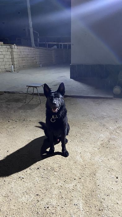 Собаки ит белгиский