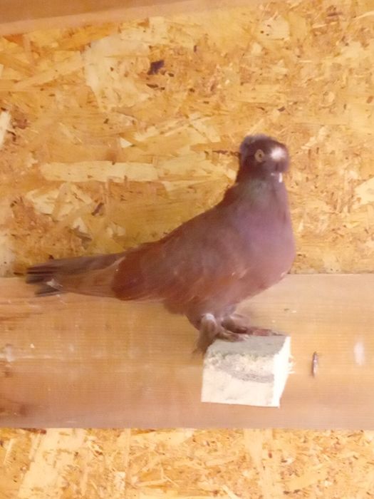 Vand/schimb porumbei