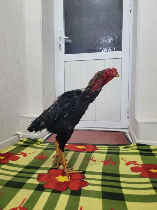 Корея 4.5-5 кг атрофида турловдан чиквои