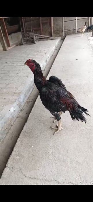 Китай зат сатлады