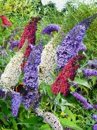 Liliac de vara Tricolor