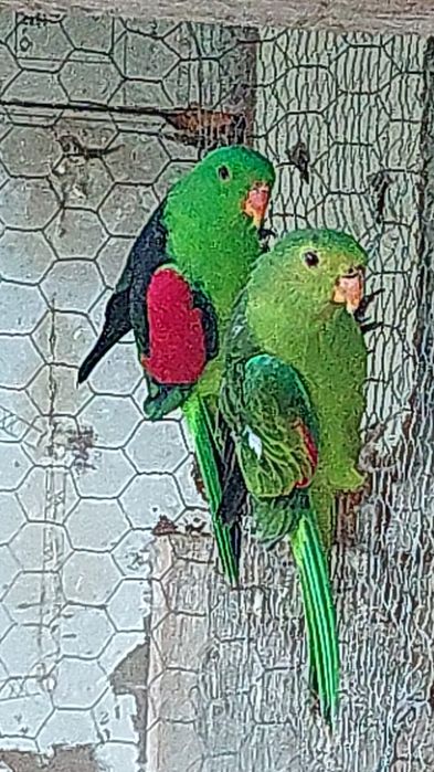 Vind papagalimarele alexander china maturi