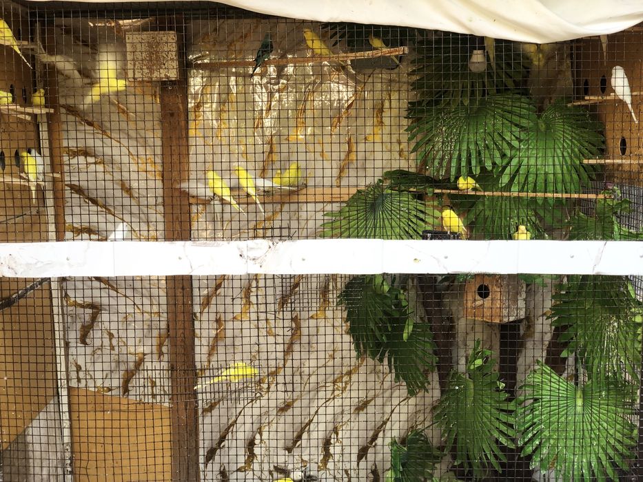 Папугай 35 та ттт