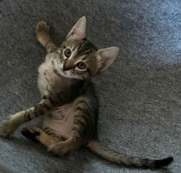 Donez pisica vargata