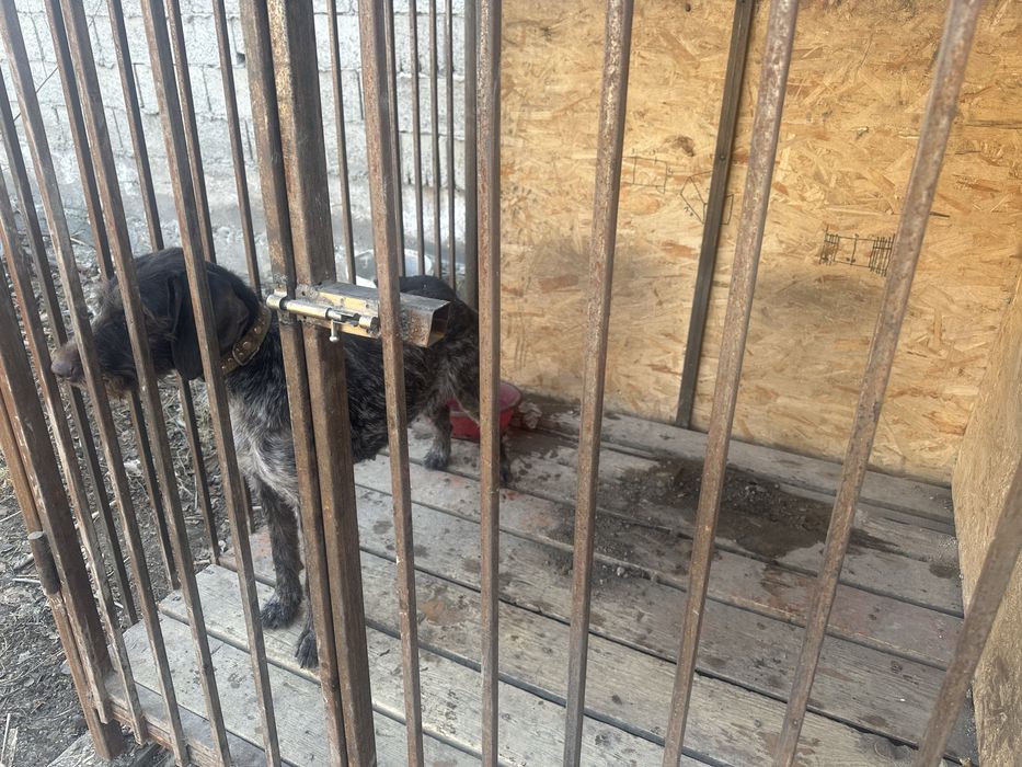 Продам дратхаара