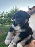 Cățeluși adorabili își caută o familie!

Avem doi puiuți adorabi