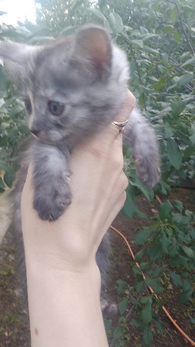 Котики и кошечки