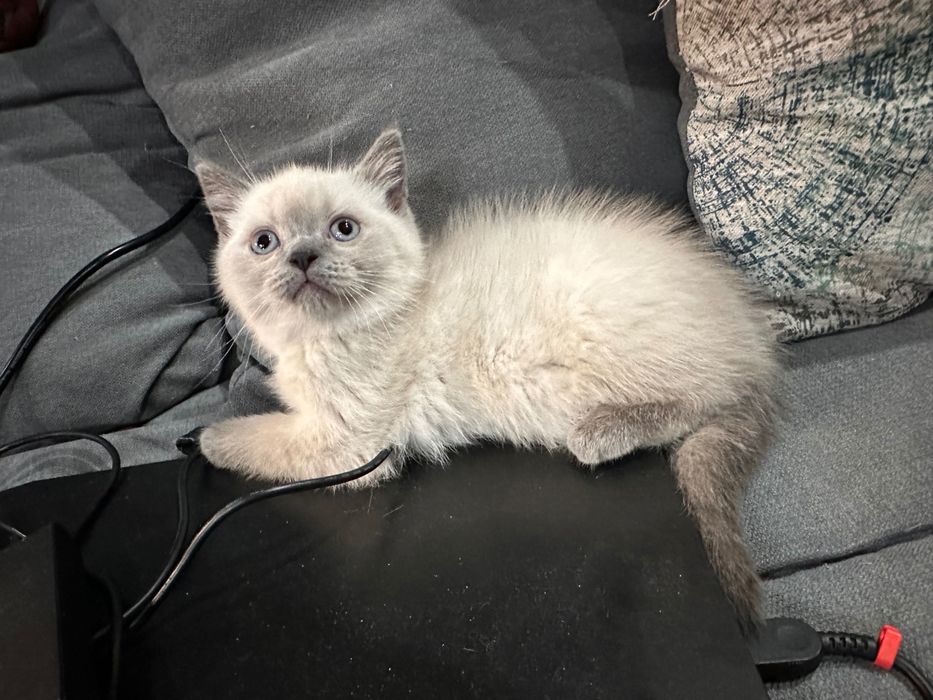 Британски котета