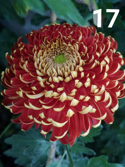 Хризантеми -7лв.бр.