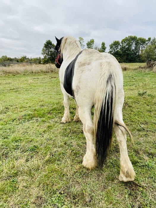 Armasar de monta sau vanzare