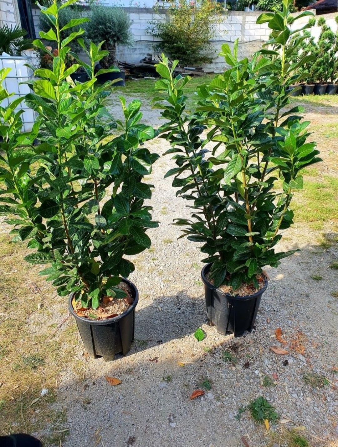 Prunus laurocerasus avem disponibile mai multe dimensiuni Transport gr