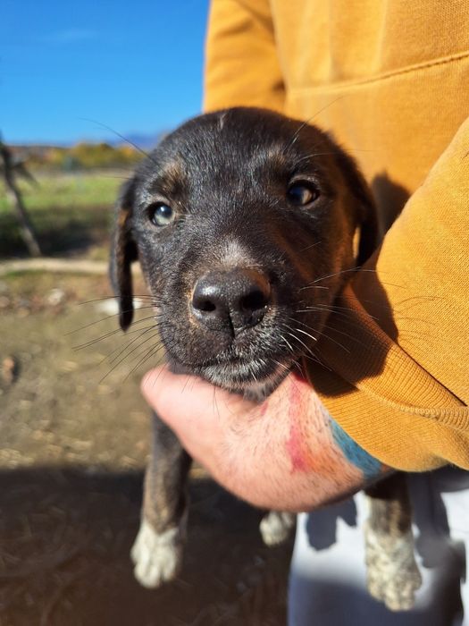 Catelusi spre adopție