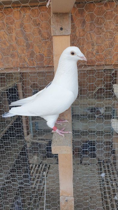 Ocazie! Vand 4 femele voiajor de concurs cu  super origini!