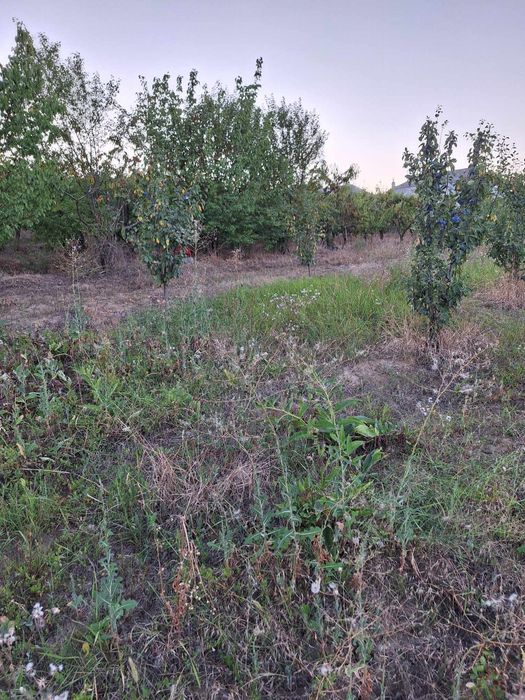 Vând teren în Neicu