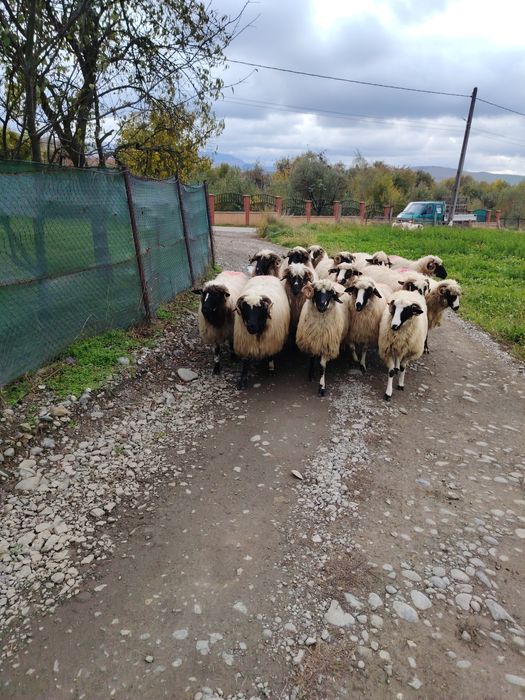 Disponibile 16 bucăți.