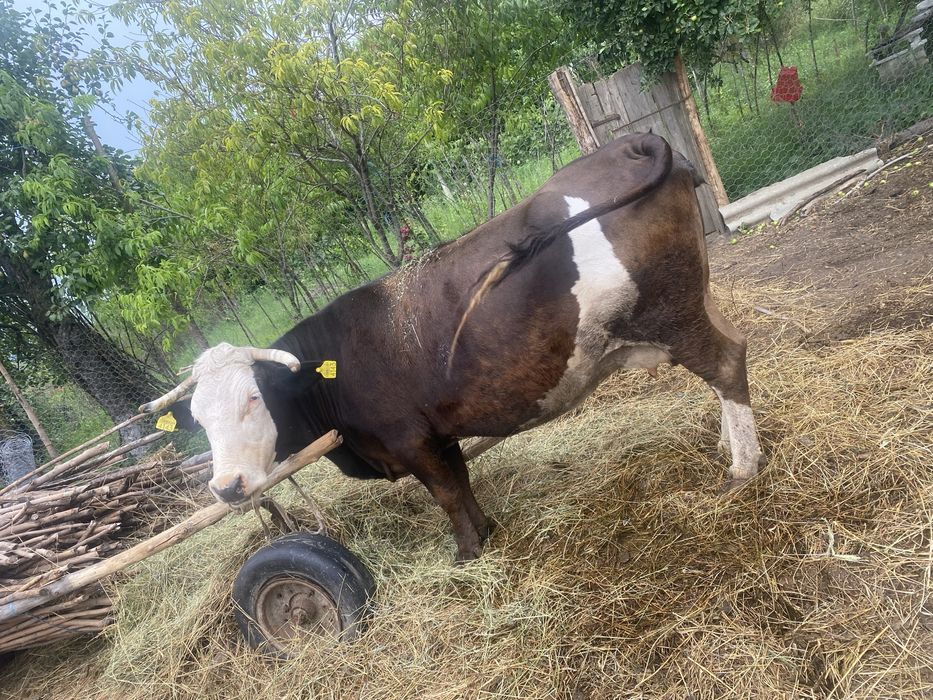 Vaca de vanzare.