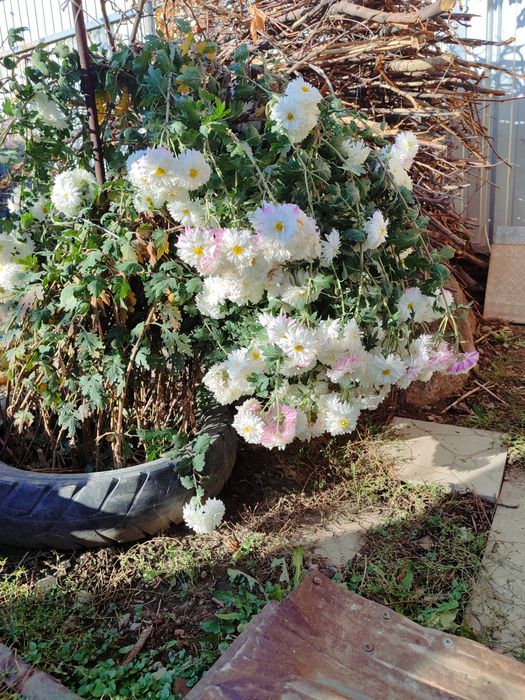 Хризантема цветы