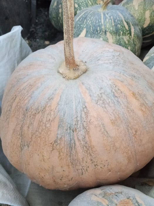 Продам мантную тыкву!