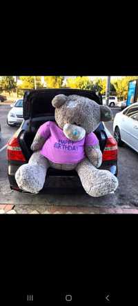 Teddy teddy teddy