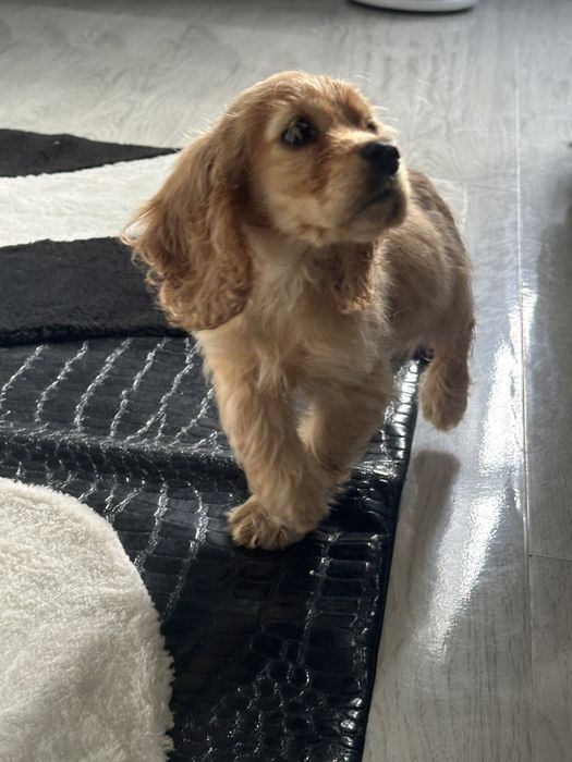 Cocker Spaniel – 2 luni, 2 vaccinuri, 2 deparazitări