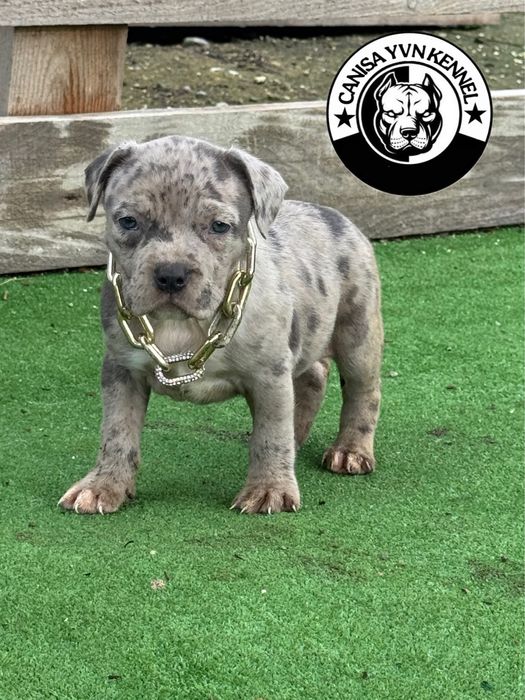 Amstaff blue merle