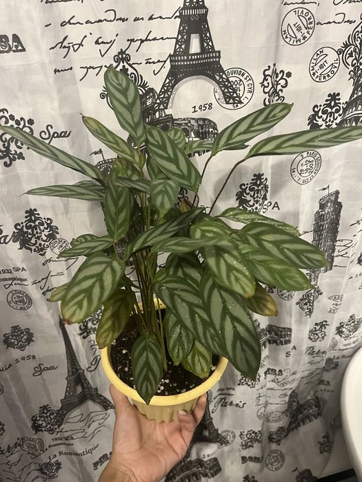 Комнатное растение Ктенанта