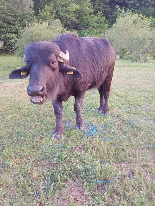 Taur de bivol garantat pentru montă sau sacrificat