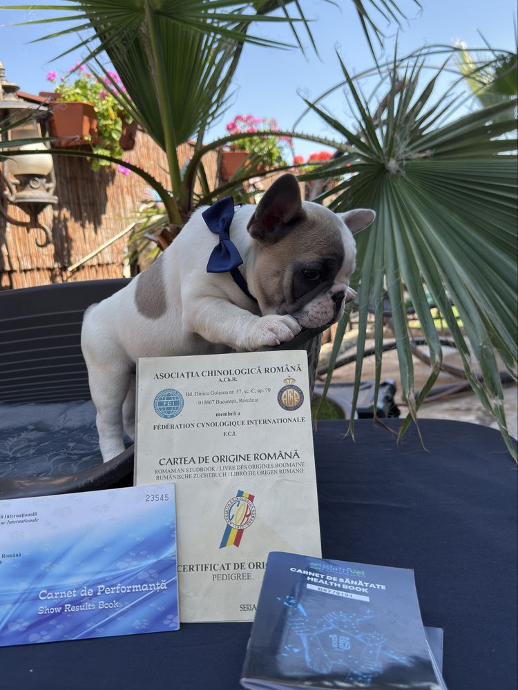 Bulldog francez mascul cu pedigree