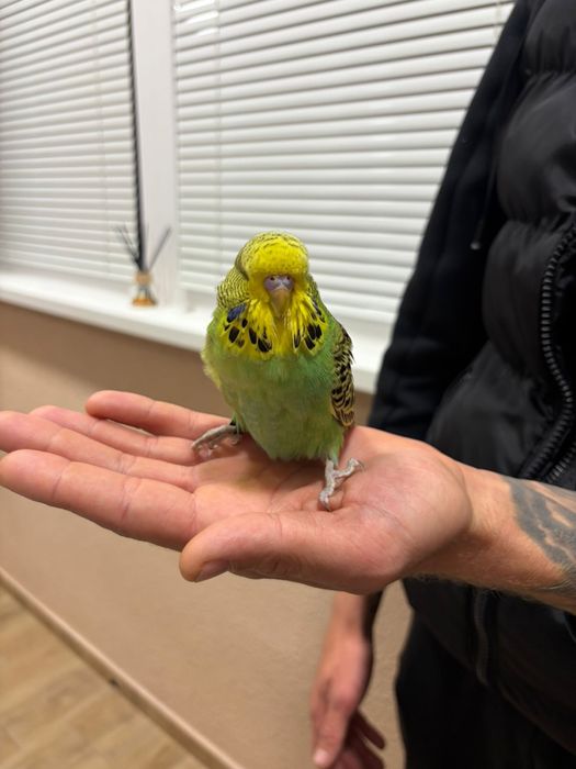 Двойка социални вълнисти папагали