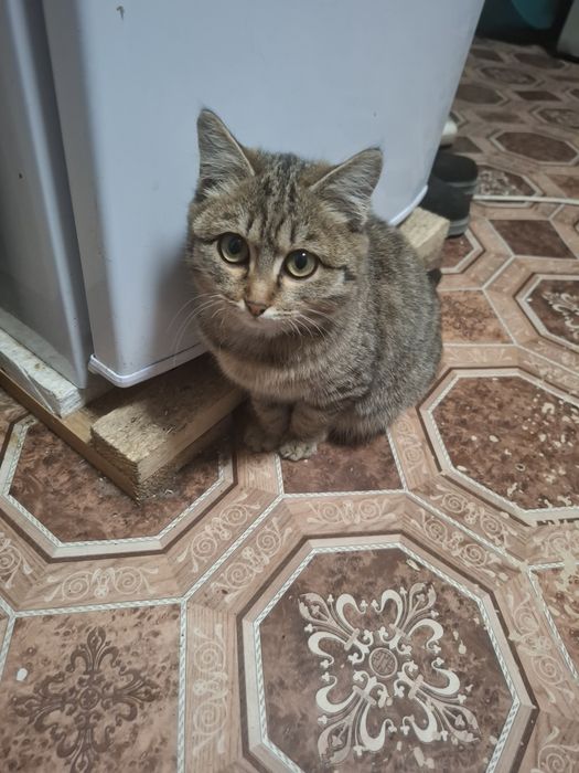 Котёнок девочка,очень милая пушистая ,ловит мышей ,
