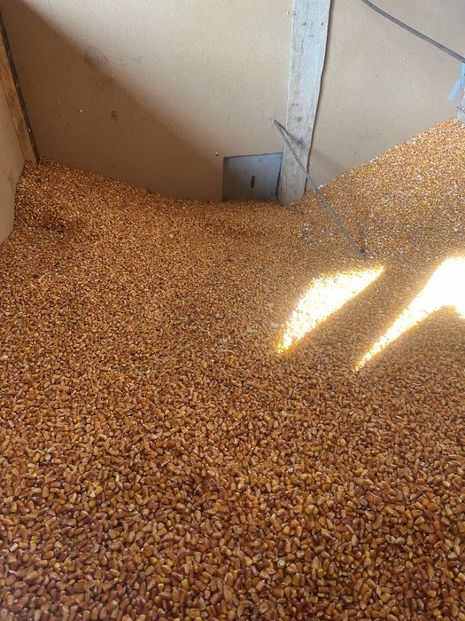 Vand porumb boabe 2025