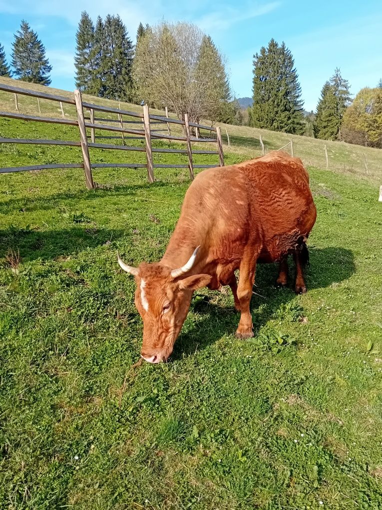 Vacă de vânzare foarte bună de lapte