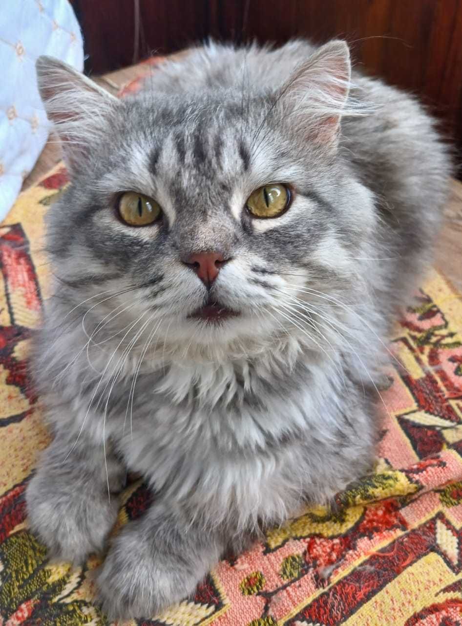 Шикарный котик ищет дом!
