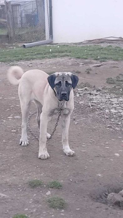 Berbec breaz de 6 luni