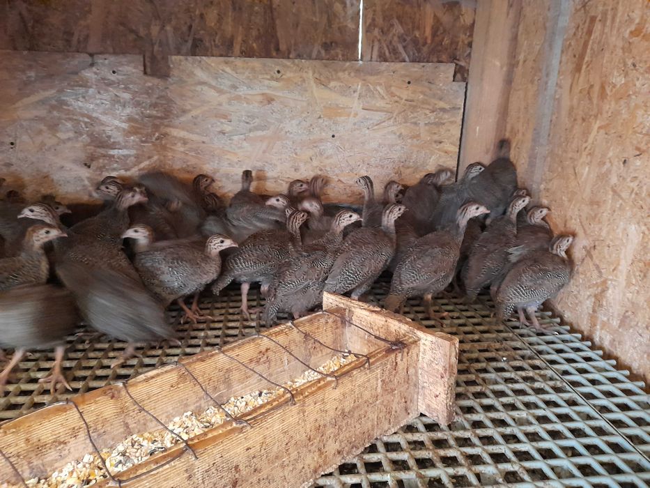 Bibilici tineret 10 saptamini